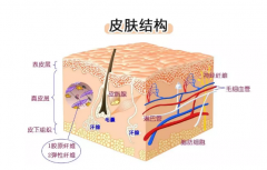 <b>护肤入门指南角质层透明层，一起构成了肌肤屏</b>